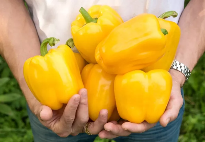 Яркий и вкусный сладкий перец «Золотое чудо»: правила ухода для получения богатого урожая
