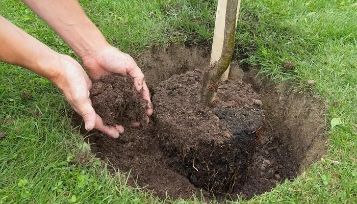 Ясень – что это за дерево и как правильно его выращивать?
