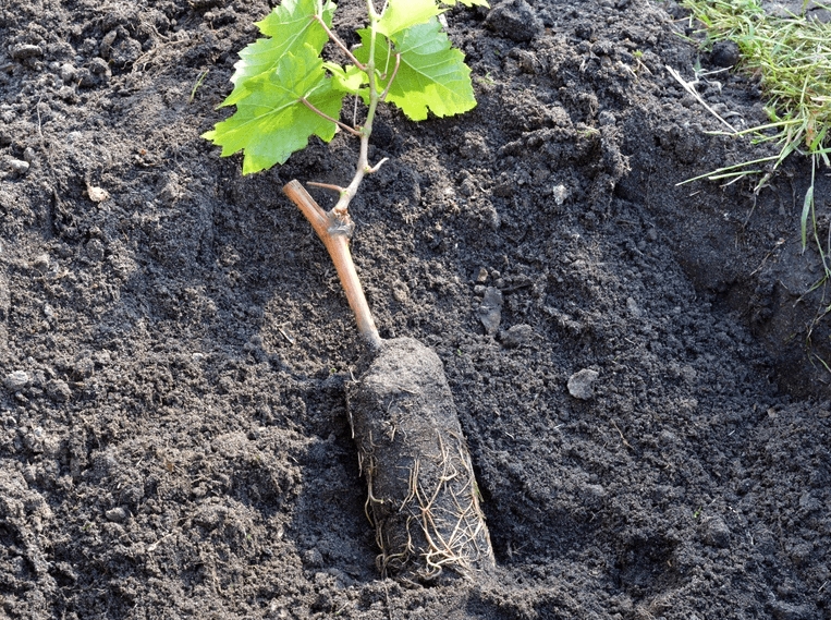 Как вырастить виноград: правила посадки и уход