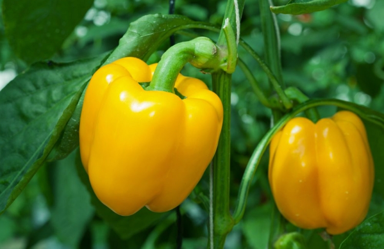 Яркий и вкусный сладкий перец «Золотое чудо»: правила ухода для получения богатого урожая