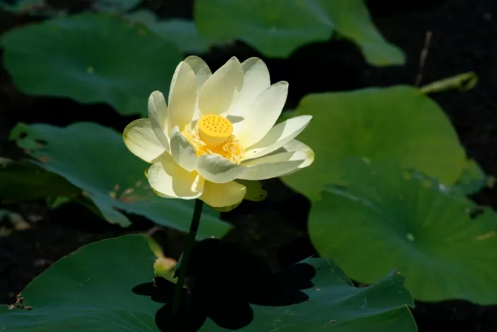 Лотос – священный цветок в садовом пруду
