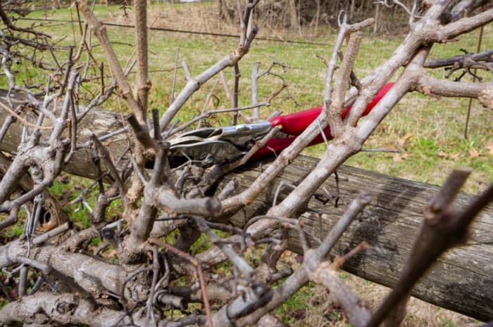 Когда и как правильно обрезать виноград весной?