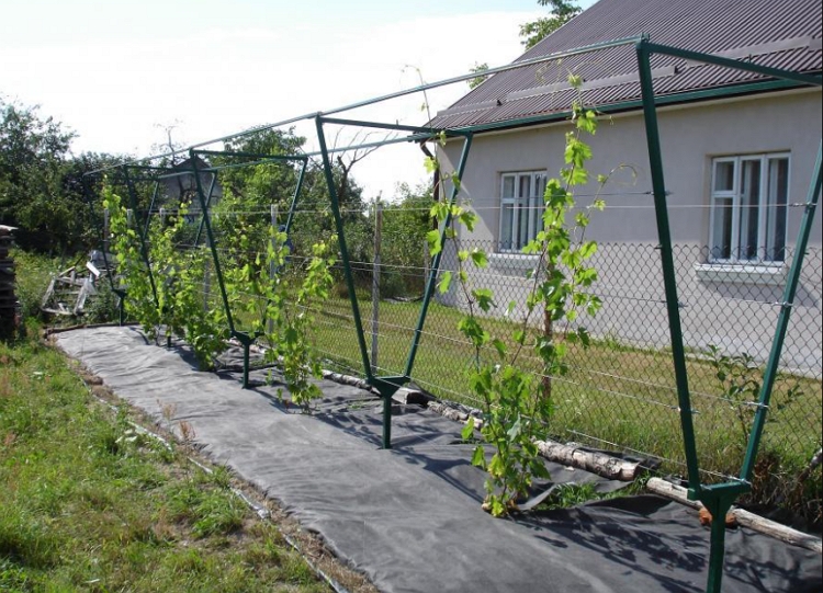 Шпалера из пластиковых труб своими руками