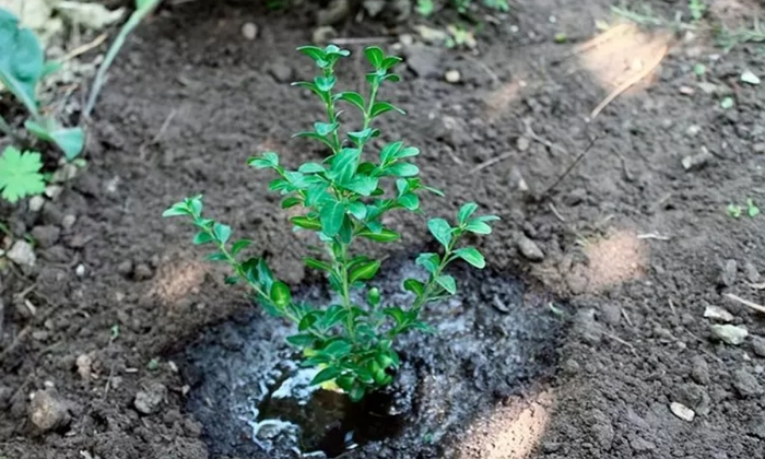 Секреты ухода и выращивания вечнозелёного самшита