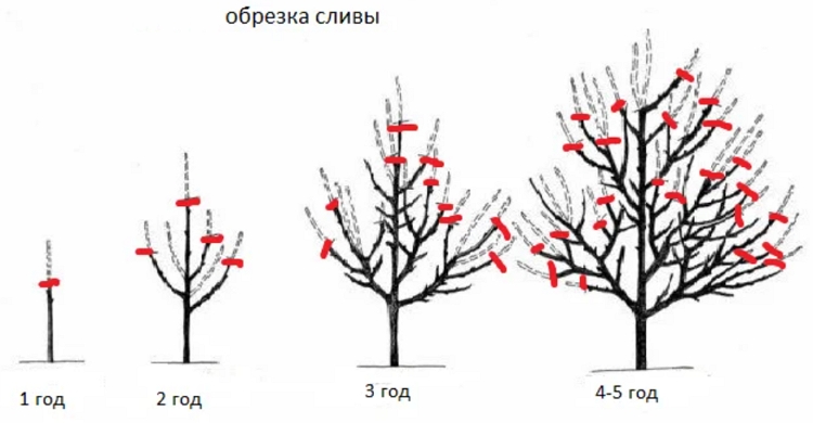 Как подстричь сливу осенью