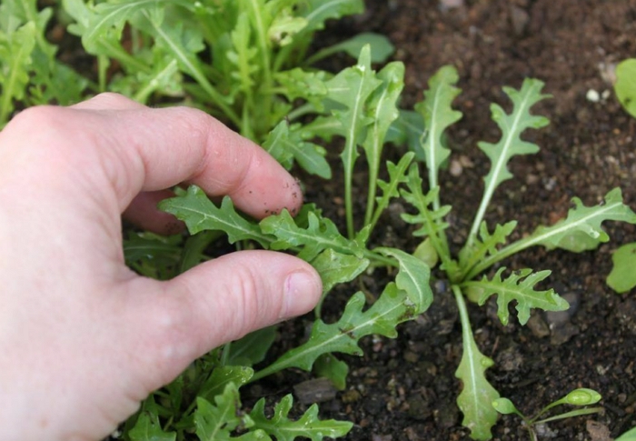 Неприхотливое растение руккола – секреты выращивания