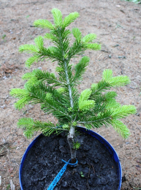 Пихта сибирская: фото и описание дерева, сорта и способ посадки