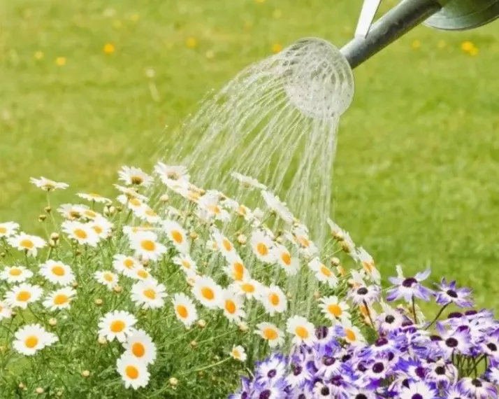 Как посадить ромашку: нежный и солнечный цветок