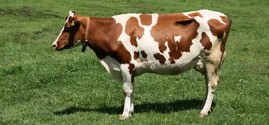 Айрширская корова – порода с «идеальным» молоком