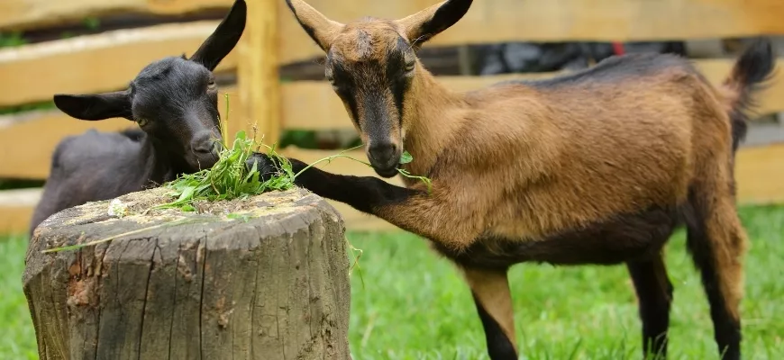 Альпийская порода коз – универсальные животные