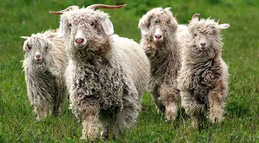 Ангорская порода коз – хороший выбор для фермеров