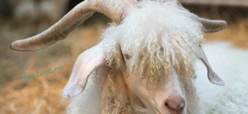 Ангорская порода коз – хороший выбор для фермеров