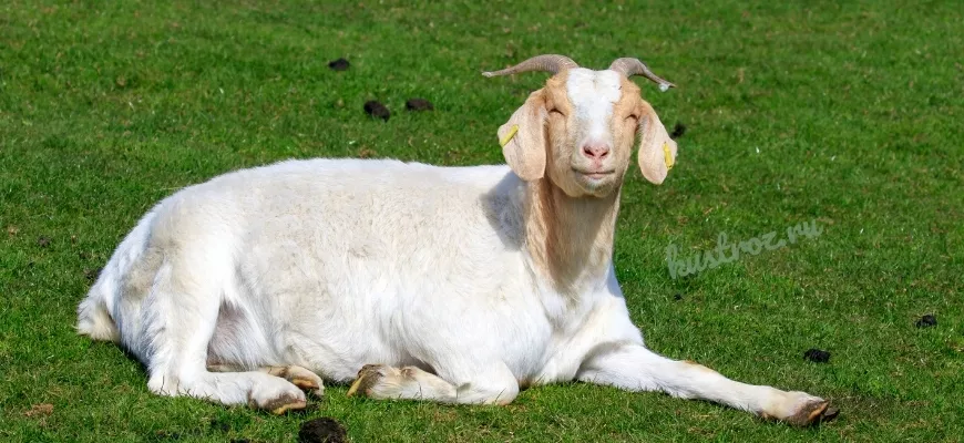 Бурская порода коз – чемпионы козьего семейства
