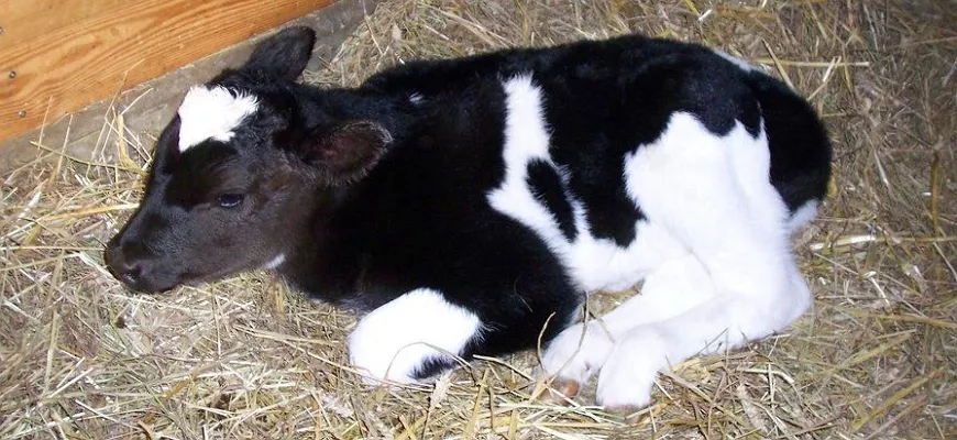 Черно-пёстрая корова – высокая молочная продуктивность