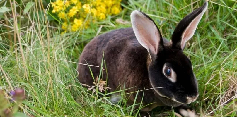 Породы кроликов с черным мехом