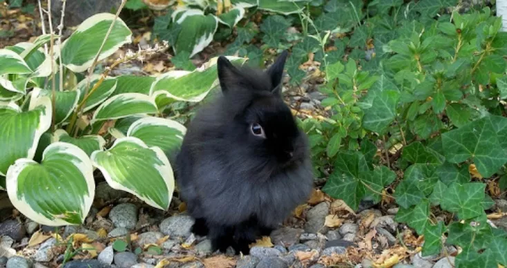 Породы кроликов с черным мехом