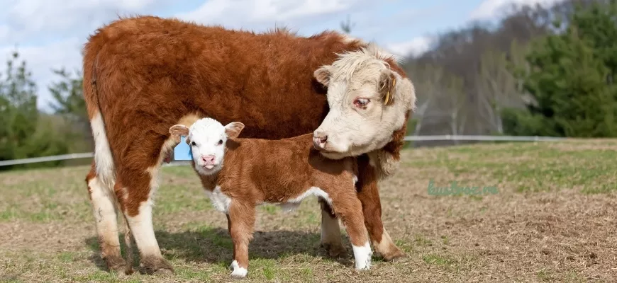Герефордская корова – источник мраморной говядины