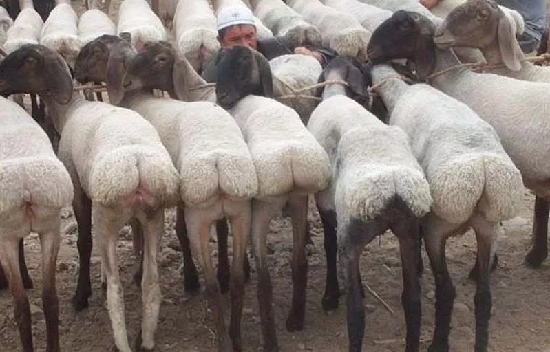Гиссарские овцы – одна из лучших курдючных пород