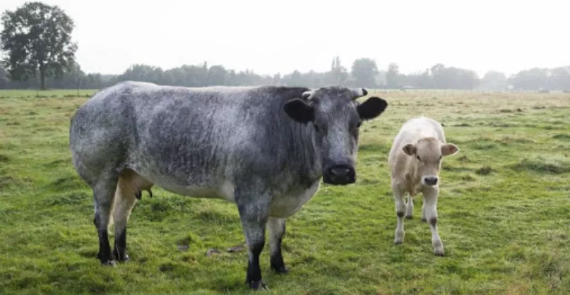 Корова породы Голубая Бельгийская