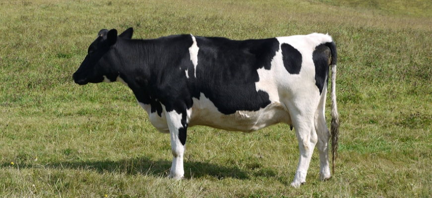 Карликовая корова Гольштейн