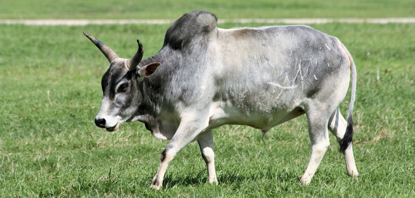 Миниатюрные коровы – очаровательные карликовые породы