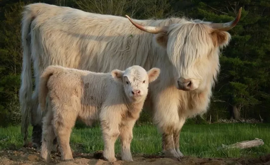 Миниатюрные коровы – очаровательные карликовые породы