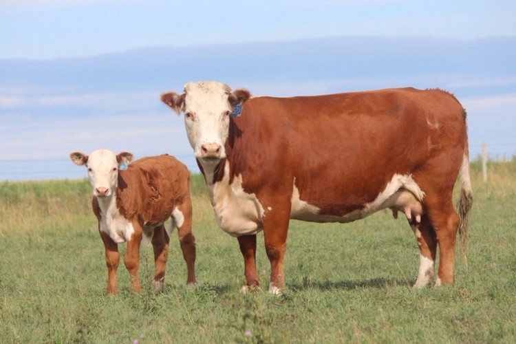 Мясные коровы – лучшие породы КРС для получения мяса