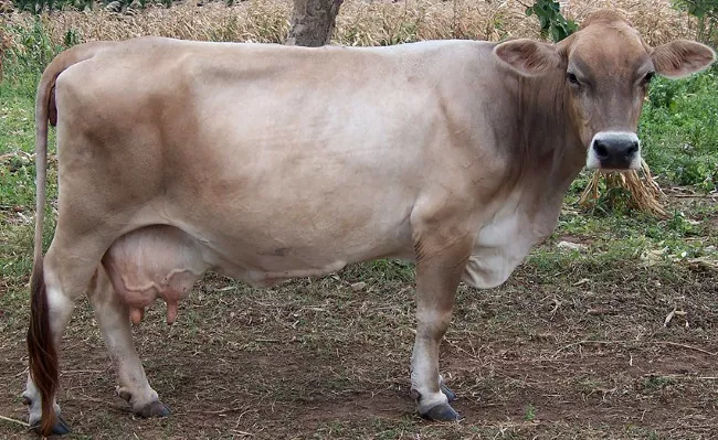 Костромская корова – сочетание молока и мяса