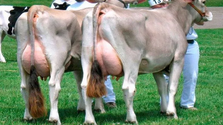 Костромская корова – идеальное сочетание молока и мяса