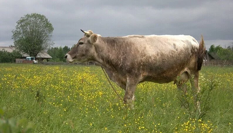 Костромская корова – идеальное сочетание молока и мяса