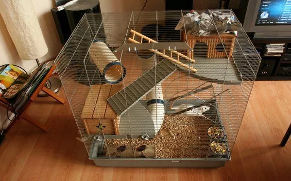 Виды декоративных крыс для дома