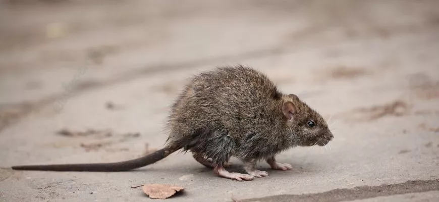 Вывести крыс из частного дома