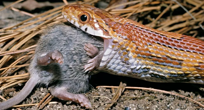 Змея ест крысу