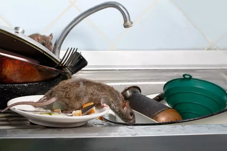 Как избавиться от крыс в доме
