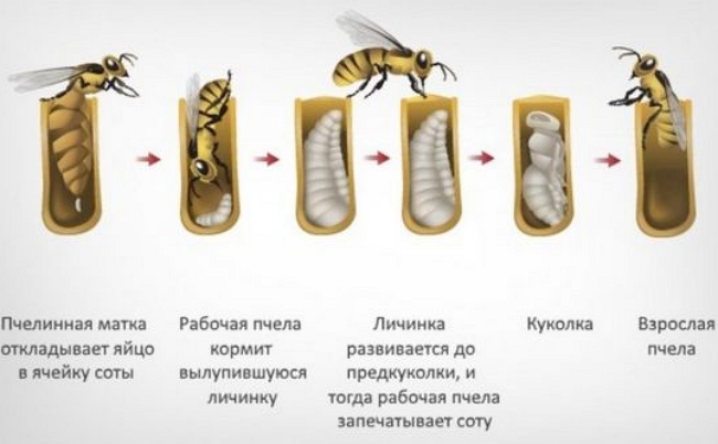 Жизненный цикл пчелы для детей в картинках