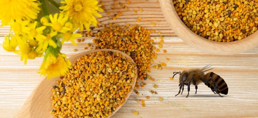 Что такое перга пчелиная фото