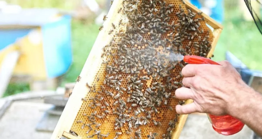 Обработка пчел тимолом