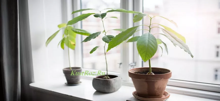Авокадо из косточки: как вырастить в домашних условиях