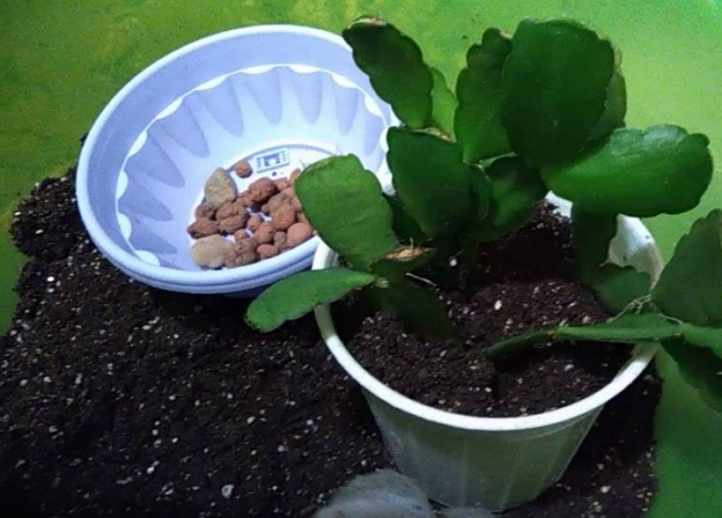 Лесной кактус Рипсалидопсис – особенности ухода в домашних условиях