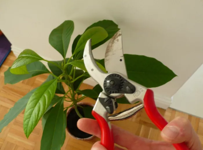 Авокадо из косточки: как вырастить в домашних условиях