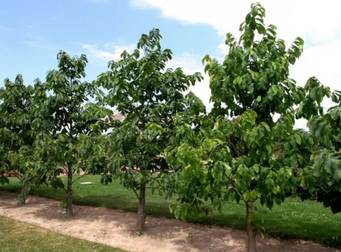 Азимина – банановое дерево, которое может расти и в вашем саду