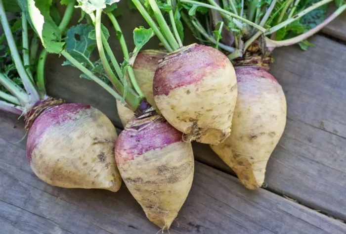 Батат – секреты выращивания сладкого картофеля