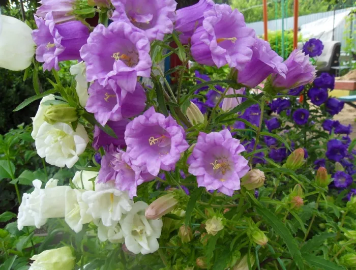 Садовая многолетняя кампанула — красивый цветок в саду