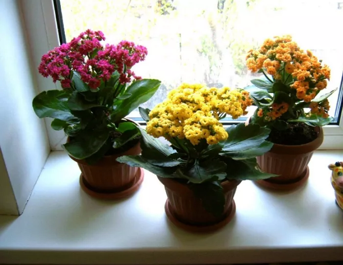 Каланхоэ цветущий: выращивание в домашних условиях