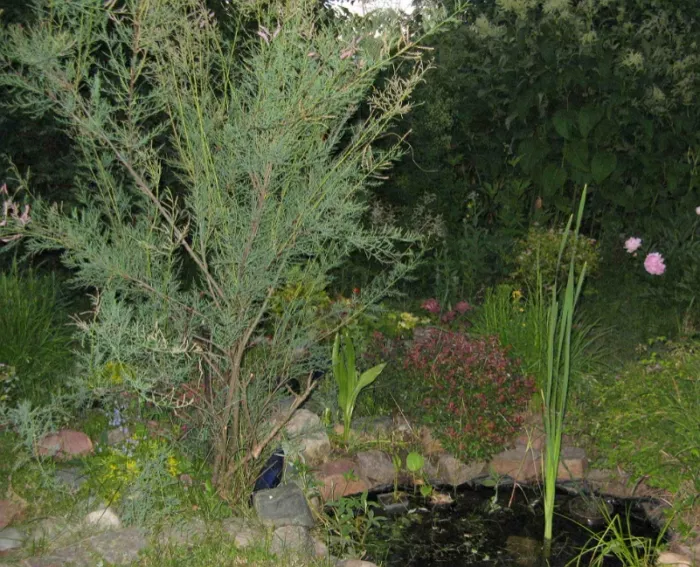 Изящный кустарник тамарикс в вашем саду: советы по содержанию и уходу