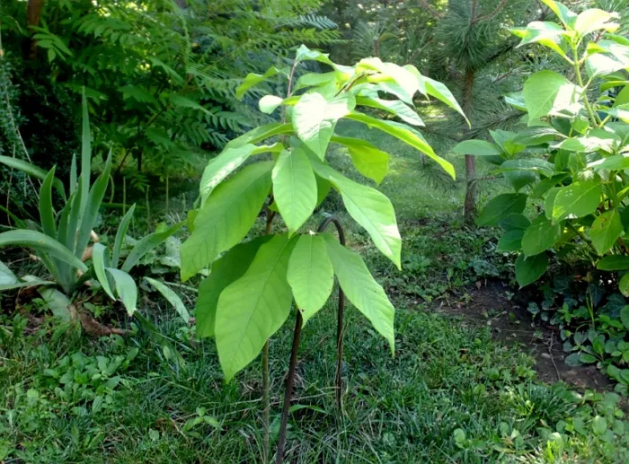 Азимина – банановое дерево, которое может расти и в вашем саду