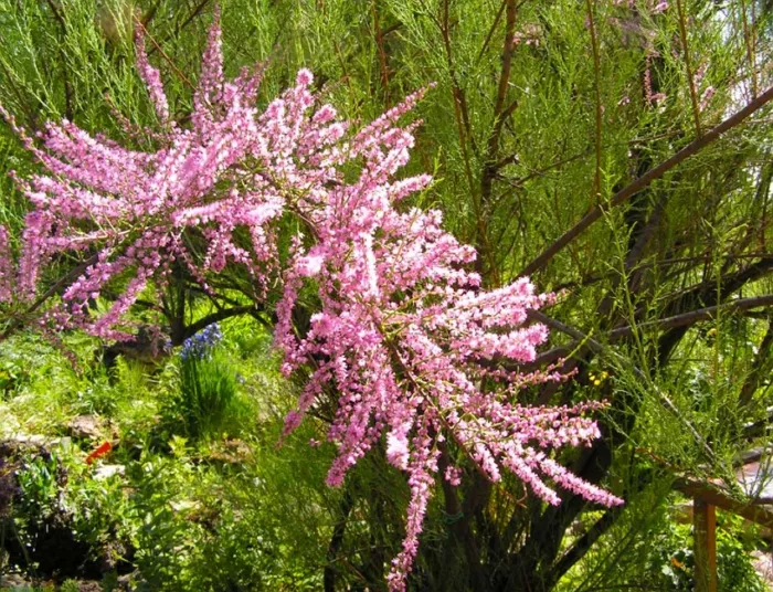 Изящный кустарник тамарикс в вашем саду: советы по содержанию и уходу