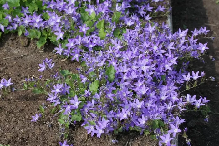 Садовая многолетняя кампанула — красивый цветок в саду