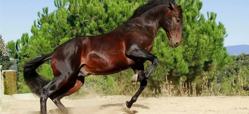 Андалузский конь