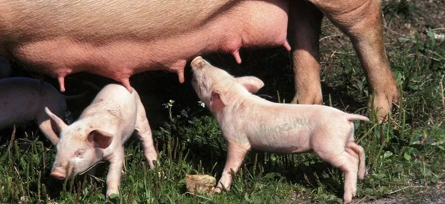 Крупная белая свинья – порода №1 в России